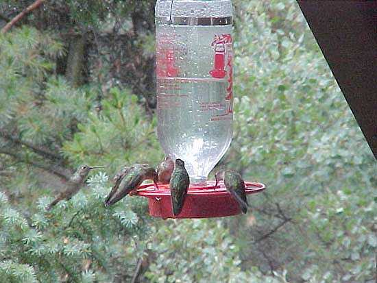 Hummingbirds