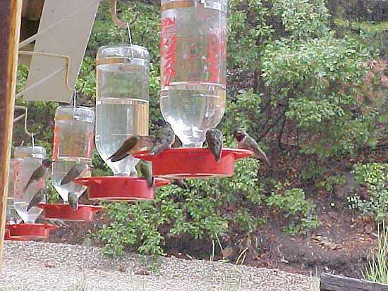 Hummingbirds