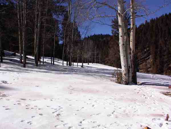 Snap Canyon, New Mexico