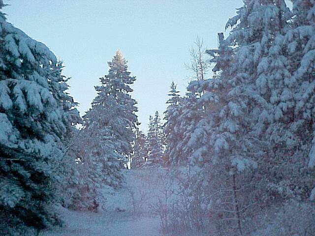 Snow Photo 1