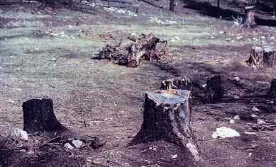 Scott Able Fire Follow Up